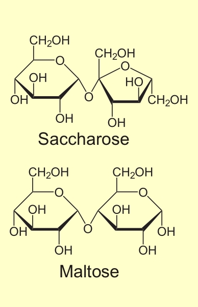 Disaccharide: Saccharose und Maltose
